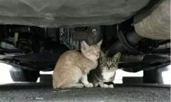 天冷了，開車前記得先喚醒它們！