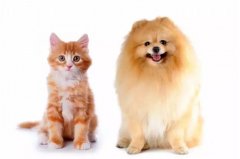 貓咪真的沒有狗狗忠誠嗎？