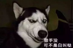 您家狗狗是不是也叫“撒手沒”？