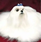 你不快樂嗎？那是因?yàn)槟銢]有養(yǎng)狗！
