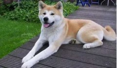 狗狗小知識(shí)，您知道多少？