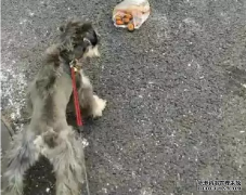 <b>狗狗亂撿東西吃怎么辦？——寵物百科知識</b>
