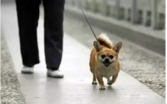 你真會遛狗嗎？-遛狗的過程中需要注意的一些問