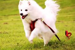狗狗教會我們的人生道理，你做到了嗎？