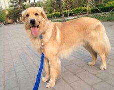 狗狗的品種，居然暴露了你的性格？