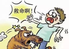 如遇惡犬咬人該怎么辦？這些知識也許能救命！