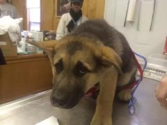 狗狗這么信任你，你怎么可以騙狗狗？！