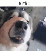 自從養(yǎng)了狗，撿屎官們就多了這些口頭禪……