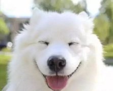 你是什么時候被你家狗撩到的？
