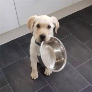 到了飯點(diǎn)不喂狗，你可知道后果的嚴(yán)重性？