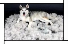 毛質(zhì)差、過度脫毛？華興重磅推出犬美毛處方糧