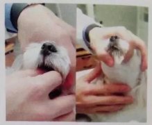 狗狗喂藥小技巧！ 華興寵物食品