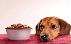狗狗不想吃狗糧的原因有哪些？ 華興寵物食品