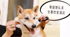 重口味的狗狗愛啃腳？注意！這可能不是怪癖而