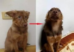 狗知道自己是狗嗎？