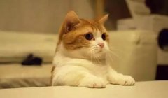 貓這種動物，一旦碰上，就再也戒不了了 華興寵
