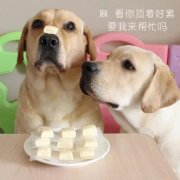 狗狗是否需要補鈣？補鈣應(yīng)注意什么？ 華興寵物