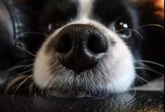 狗狗鼻子干是生病了嗎？