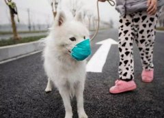疫情下，如何保證寵物的安全？