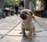 小奶狗剛到家一直叫怎么辦？
