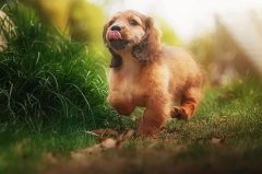 帶狗出門的五大注意事項，做個合格的養(yǎng)犬人