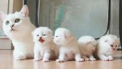 貓咪一生要經(jīng)歷的六個階段，你家貓?zhí)幱谀膫€時期？