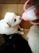 剛出生的小狗如何人工喂養(yǎng)？