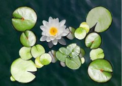 夏至丨夏花燦爛，愛(ài)至美好