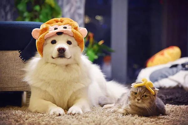 過年啦，家里的貓貓狗狗你是怎么安排的呢？快來看看
