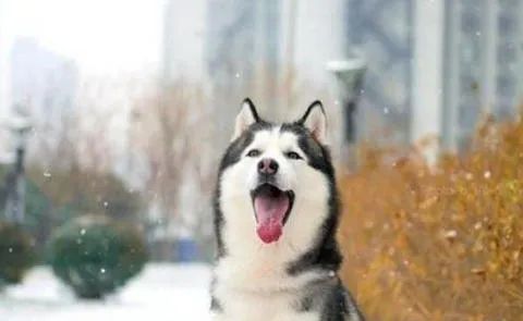 狗狗愛叫怎么辦？這六招，教給你