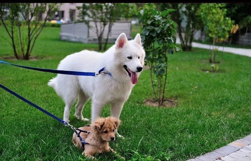 為什么有的狗狗喜歡挖坑？