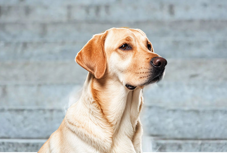 拉布拉多犬好養(yǎng)嗎？看完它的優(yōu)缺點(diǎn)你就知道了